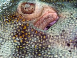 Ray eye and gill by Lora Tucker 